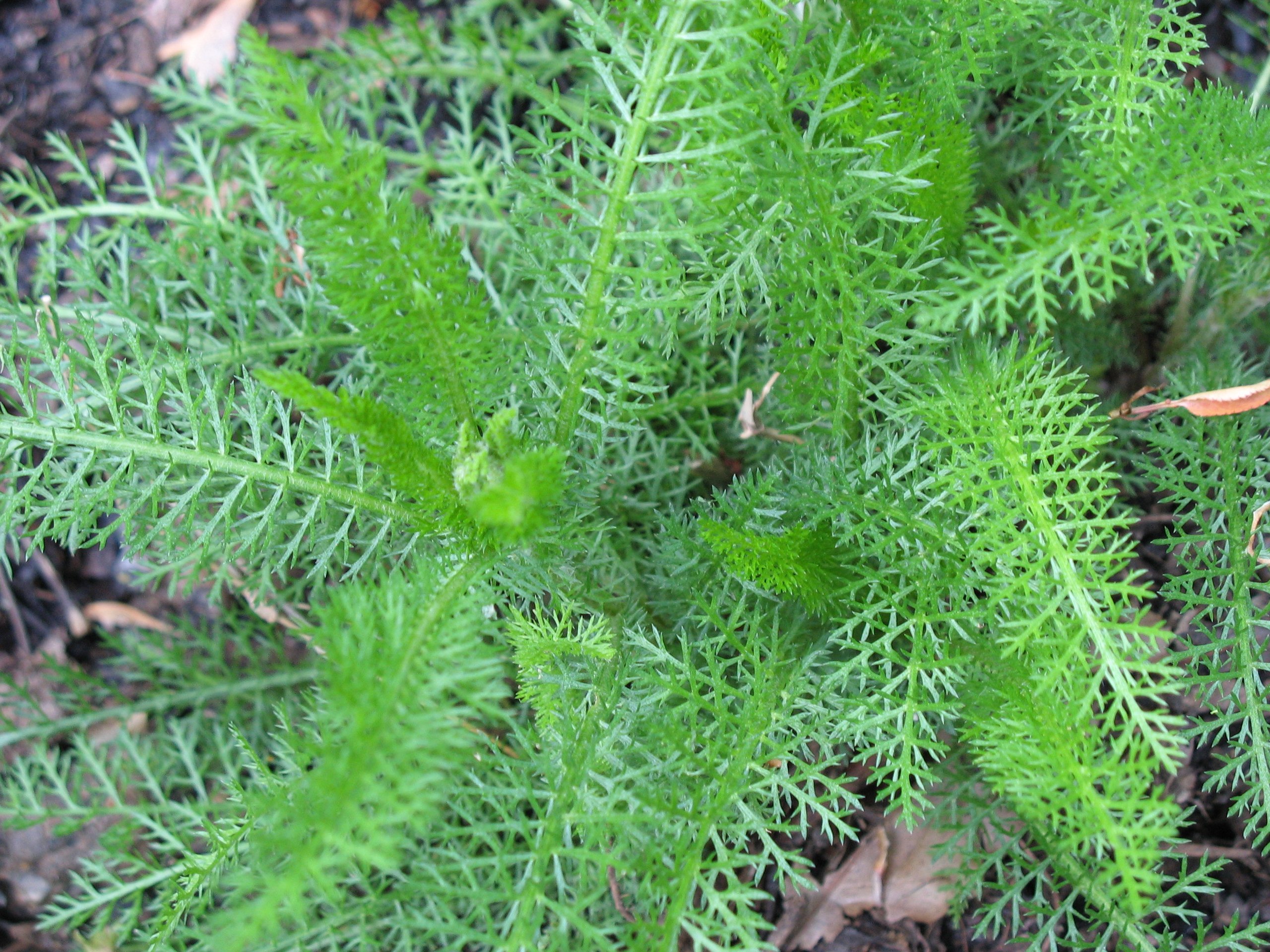 Weed of the Week: Yarrow