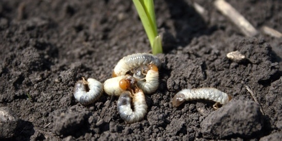 closeup-white-grubs-lawn.jpg