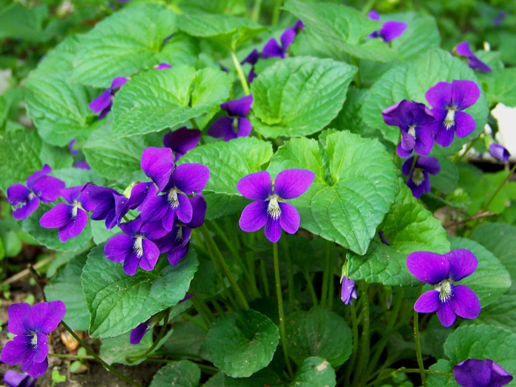 Weed of the Week Wild Violets