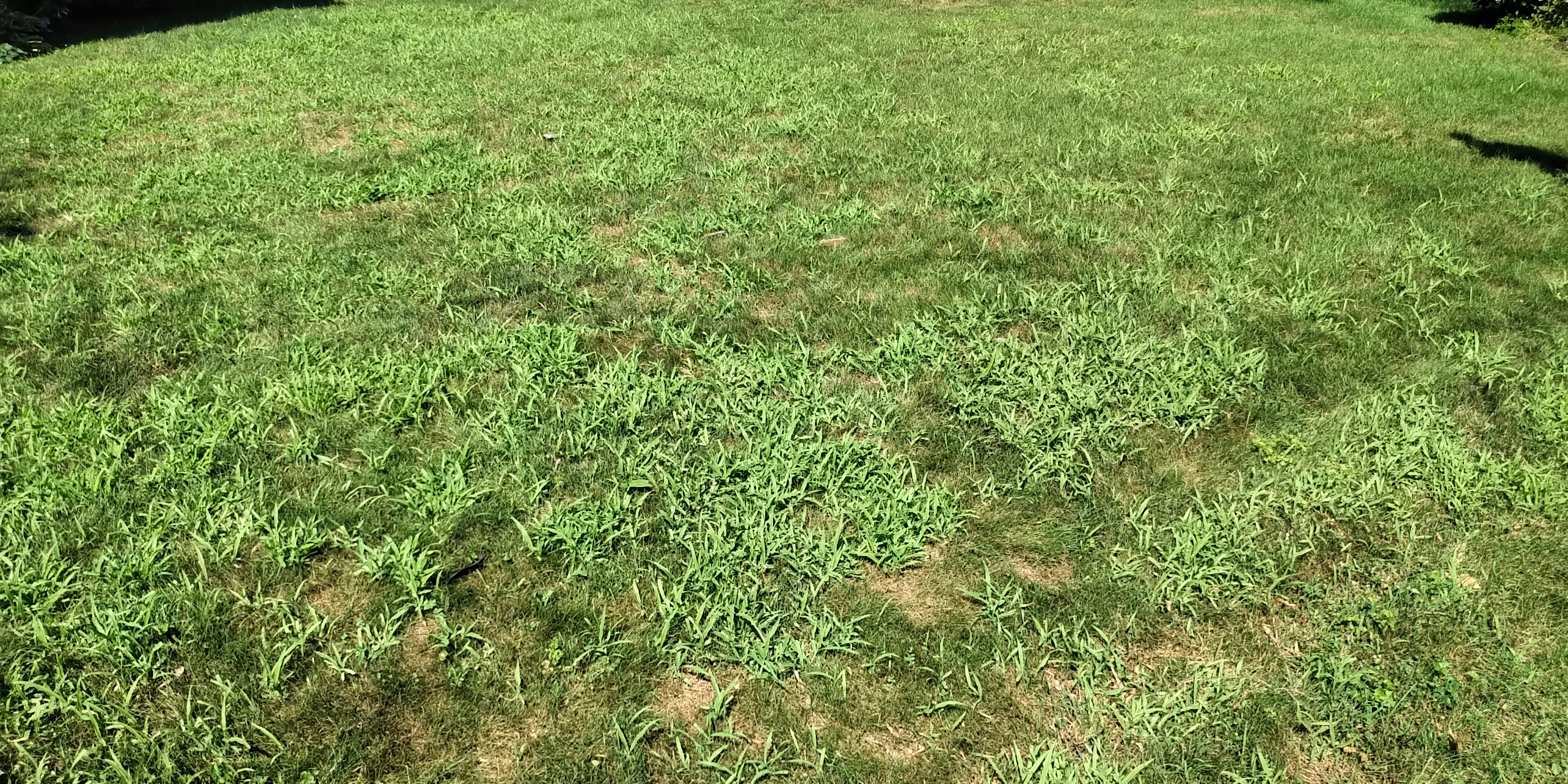Crabgrass is an annual plant, which means it dies each year in the fall.