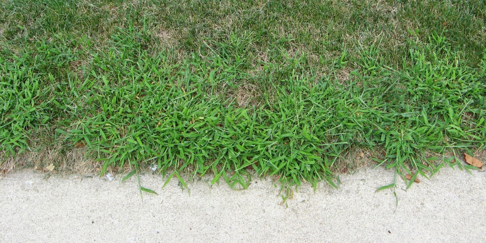 Crabgrass is one of the more difficult weeds to eradicate from the lawn.