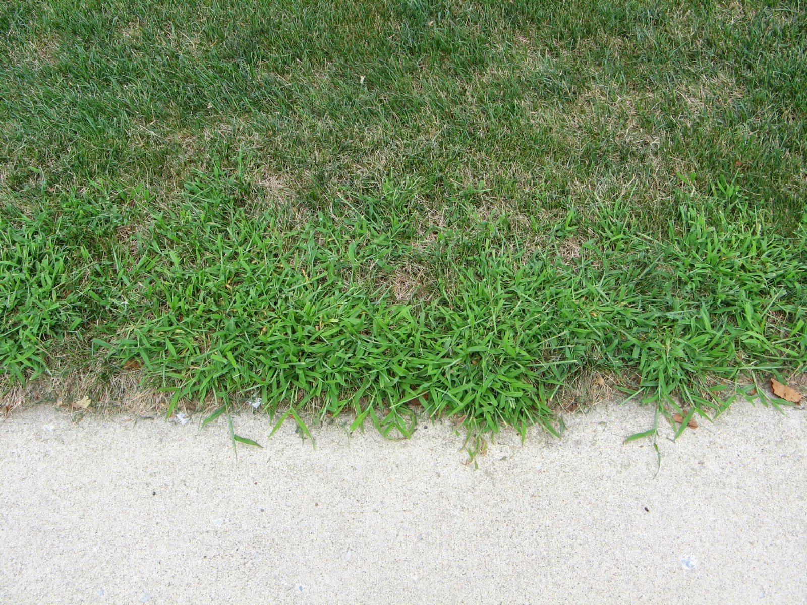 Crabgrass infestations are common in summer.