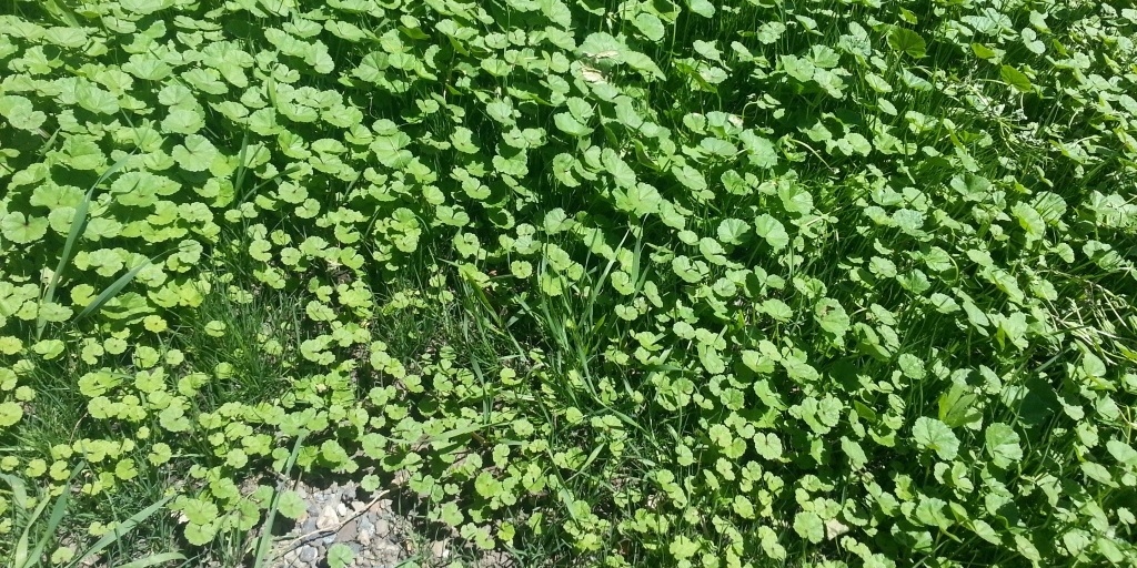 Creeping Charlie can also be called Ground Ivy.