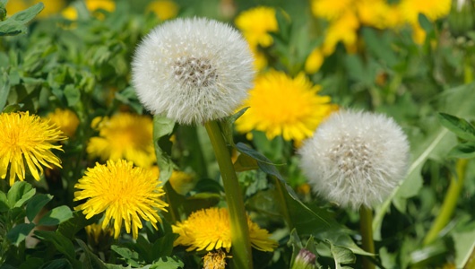 dandelion-1