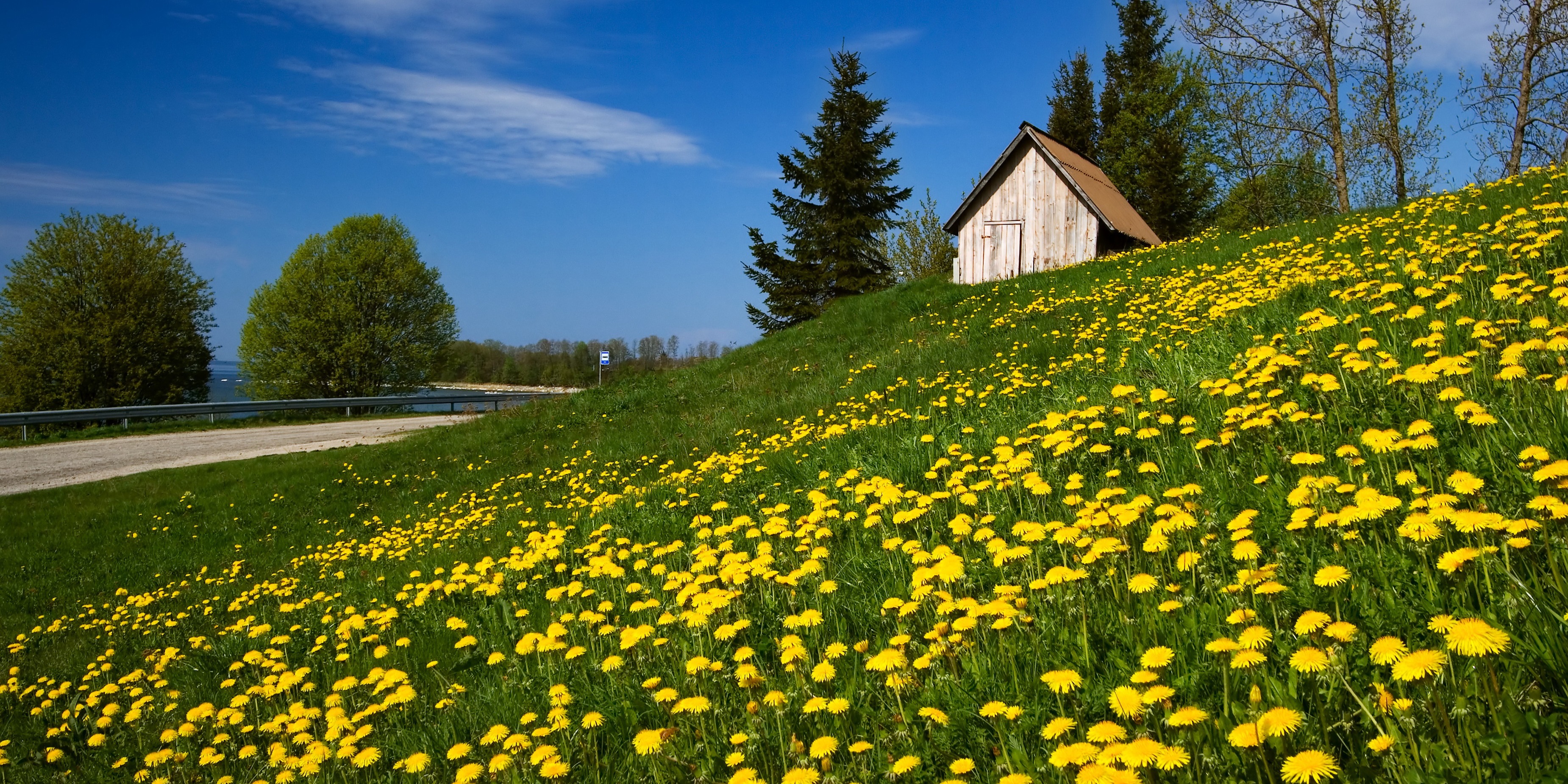 The dandelion is perhaps the most recognizable of all the lawn weeds.