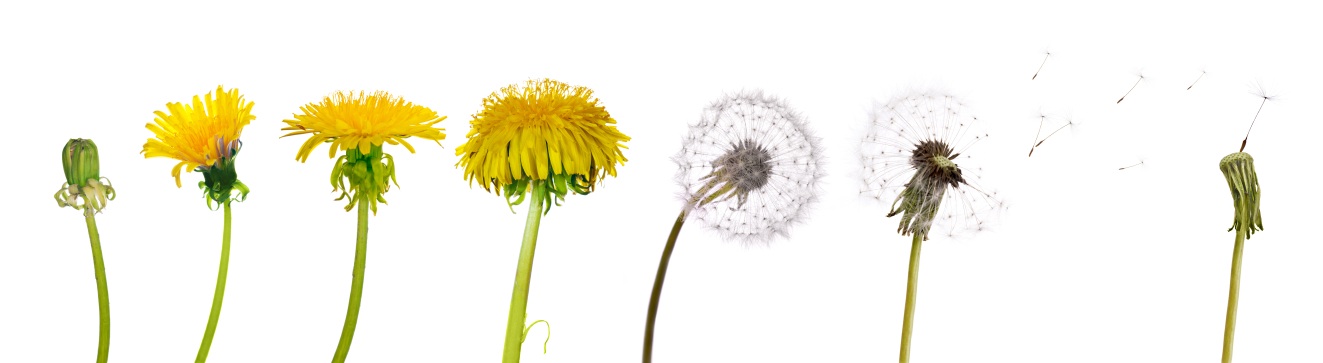 Even in the most well-nourished lawns, dandelions can be very competitive.