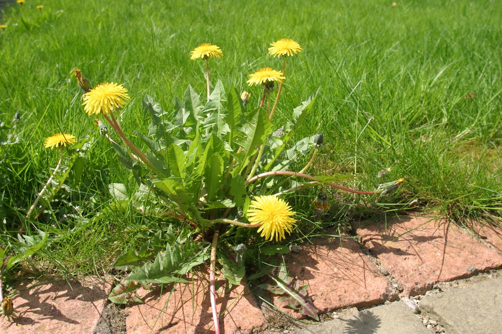 dandelion2