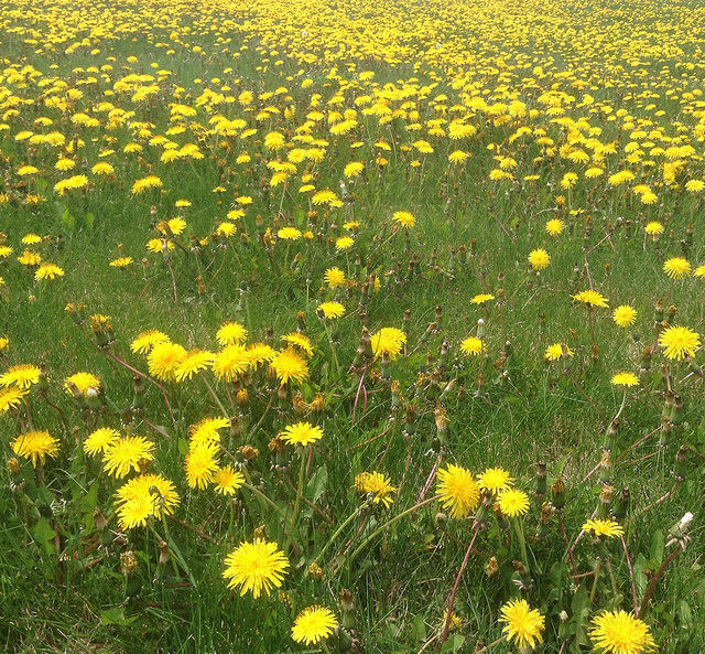 dandelioninfestation