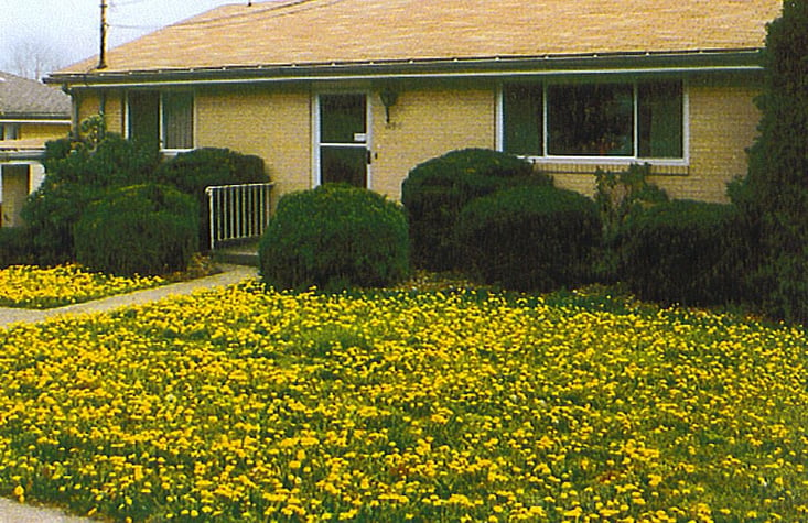 dandelions-frontlawn.jpg