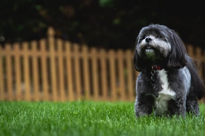 dog-backyard-home