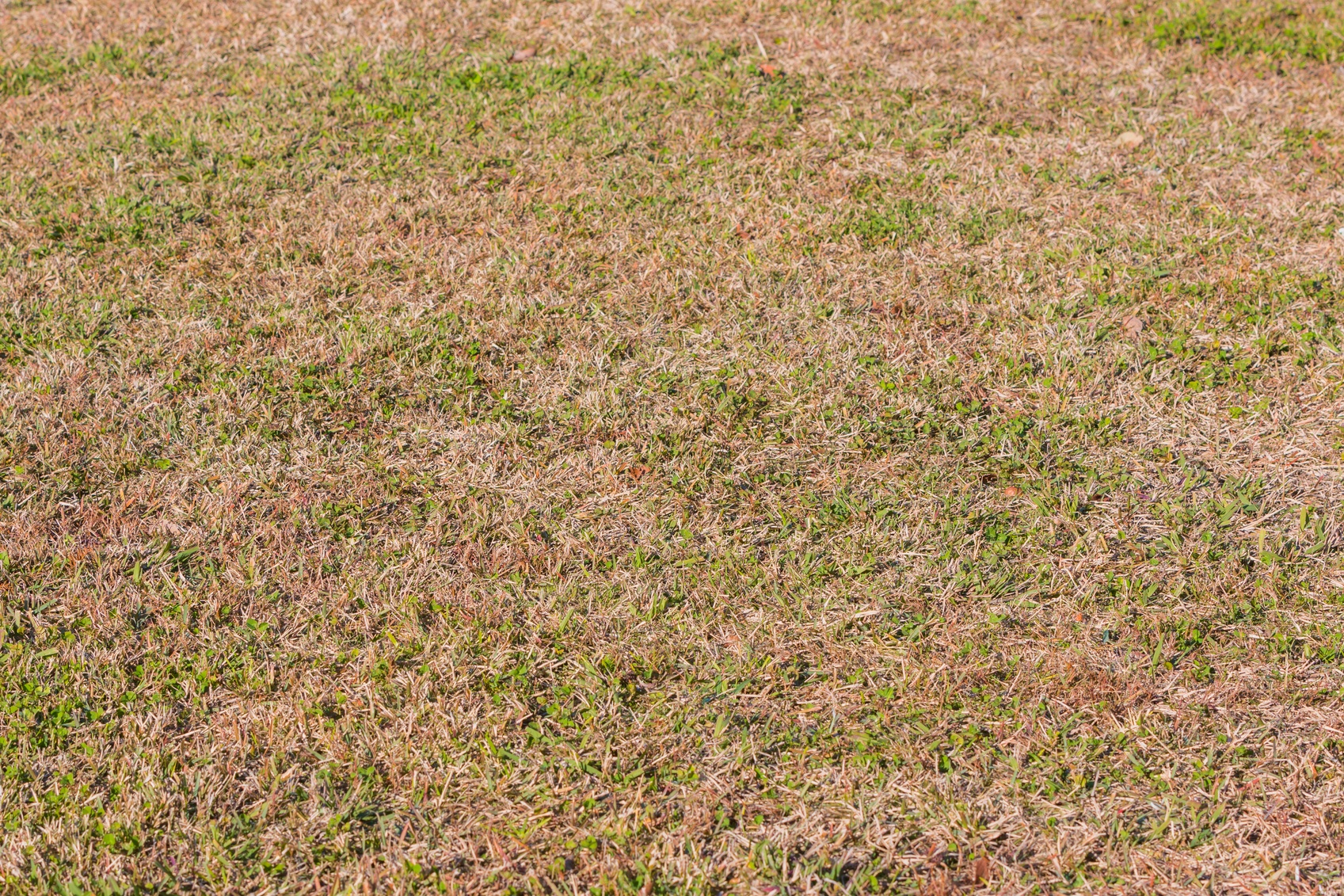 Learn More About Your Dormant Lawn
