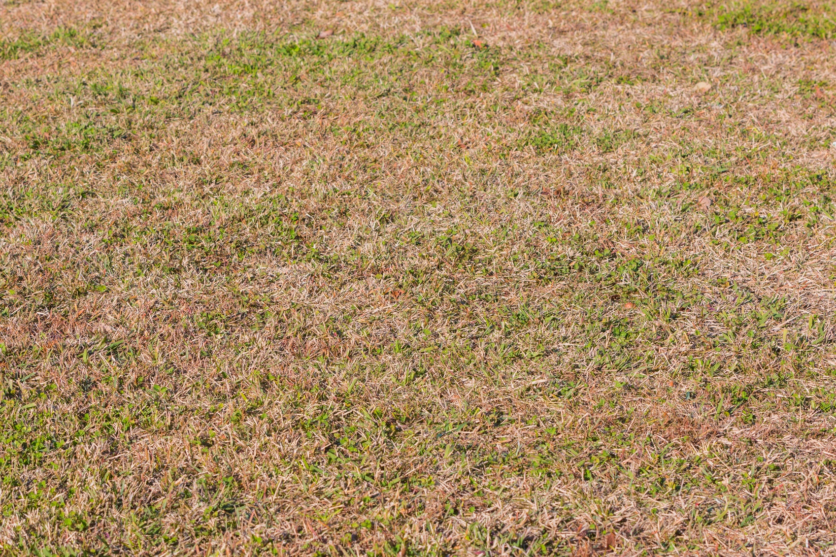 In hot and dry weather, homeowners across Canada start to wonder what is going on with their brown lawn.