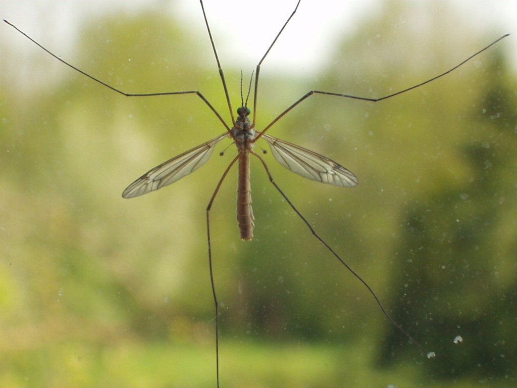 Lawn Pests: European Crane Fly