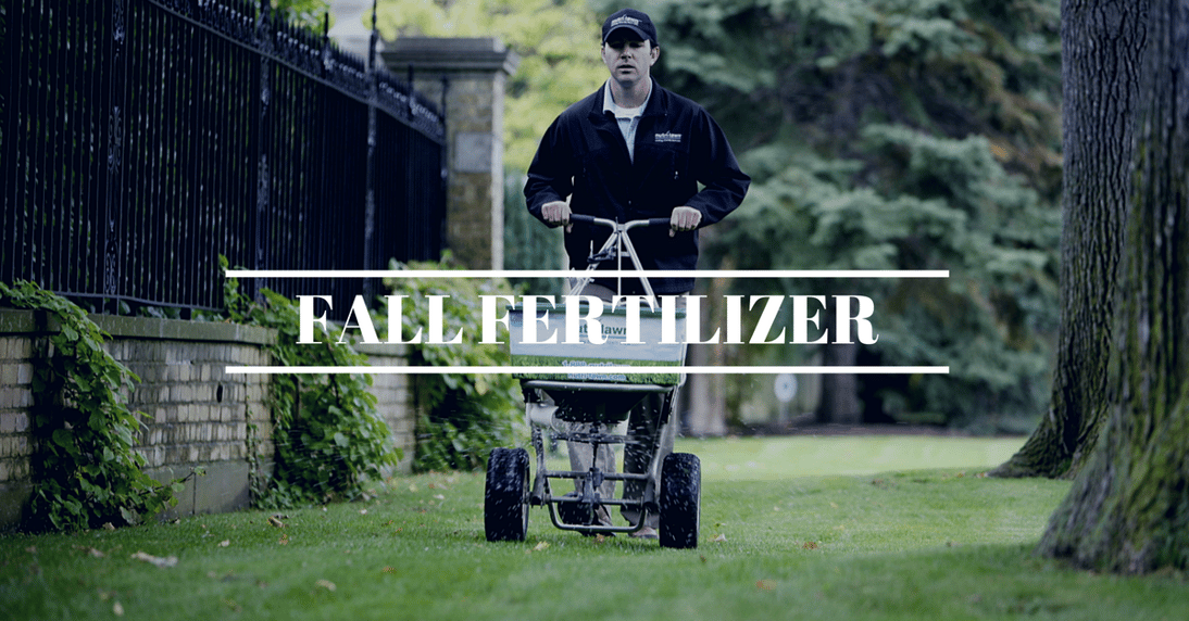 Fertilize in fall.