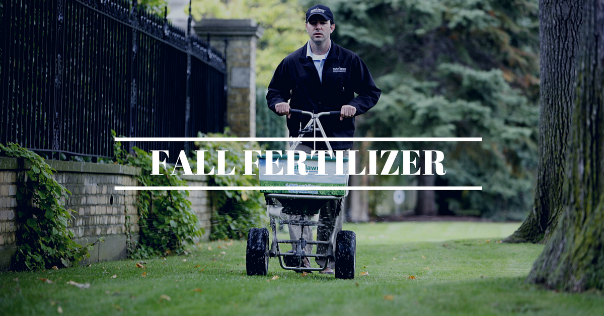 Fertilizing provides some of the best visual impacts for grass with relatively minimal effort and expense.