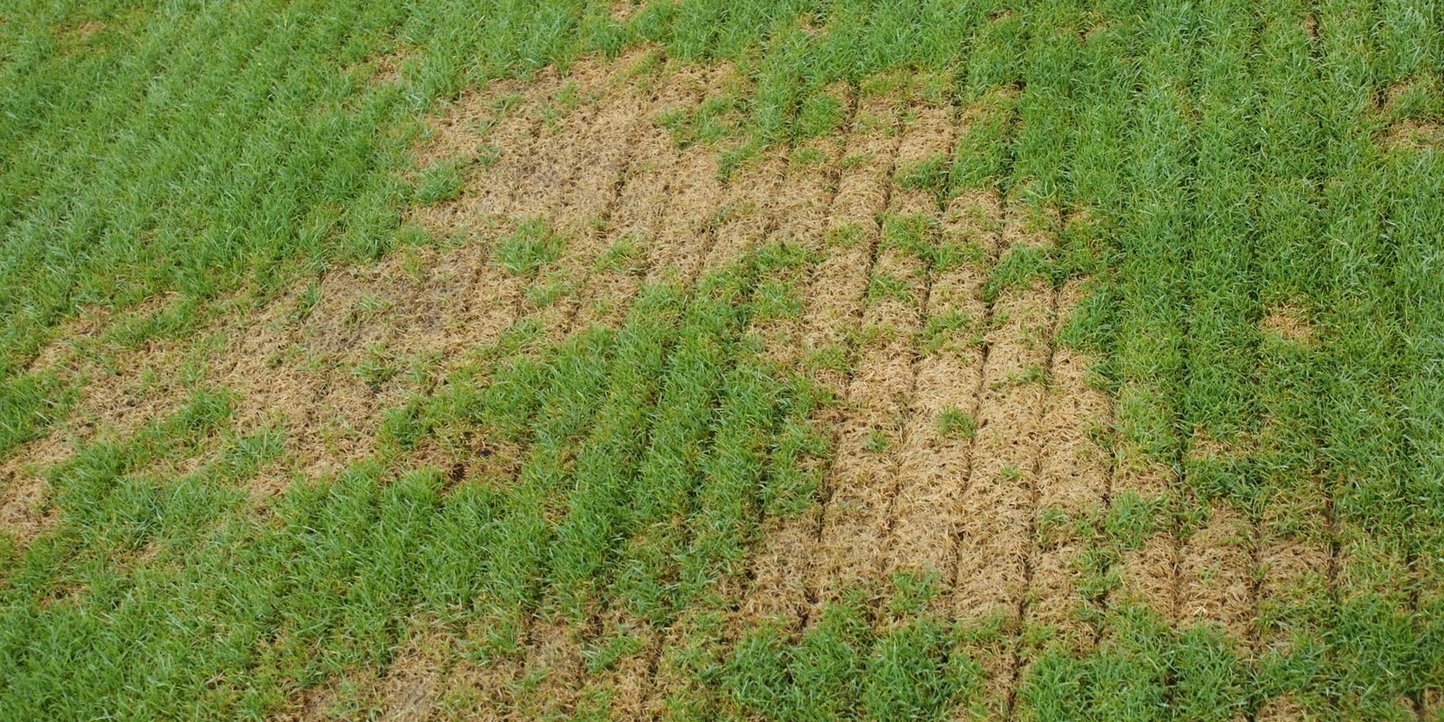 Fall Seeding What Are Your Options?