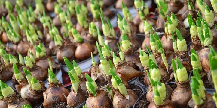 Mark your bulbs with a marker or a stake 