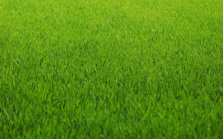 grass.jpg