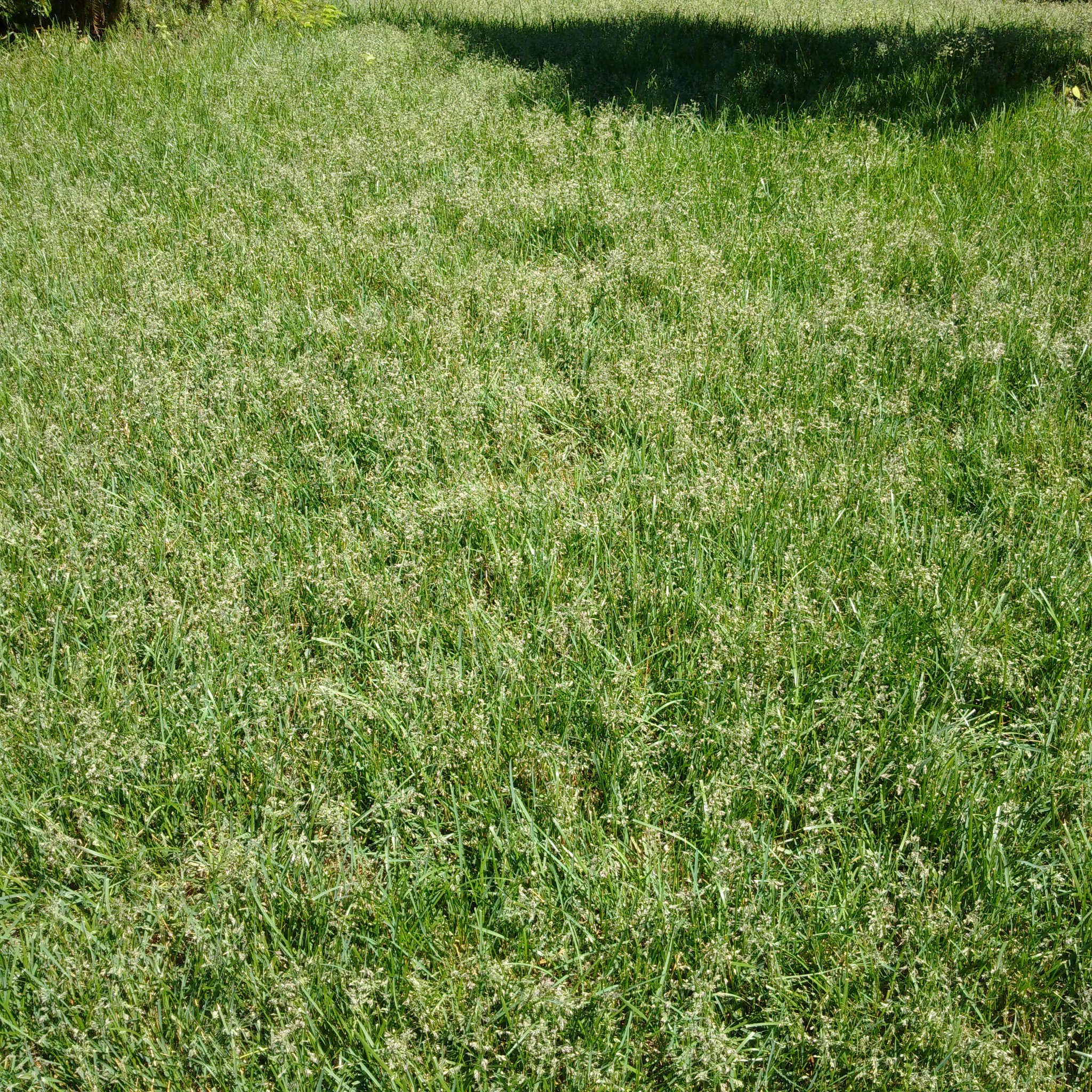 Common Lawn Problems Why is My Lawn Going to Seed?