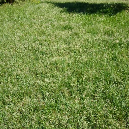 Common Lawn Problems: Why is My Lawn Going to Seed?