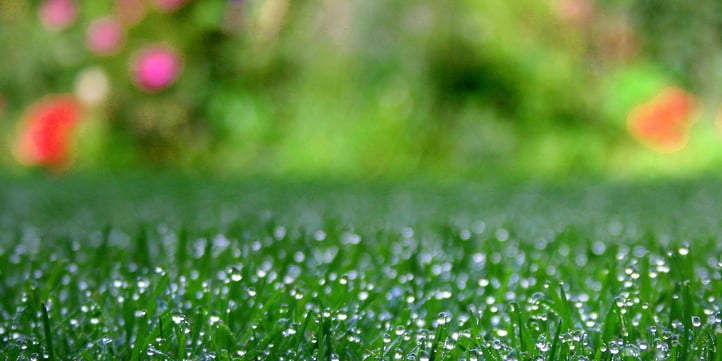 green-grass-spring-fertilizer.jpg