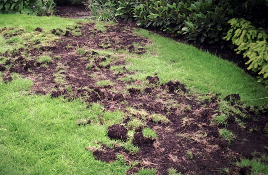 Grub Talk White Grub Damage and Repairs