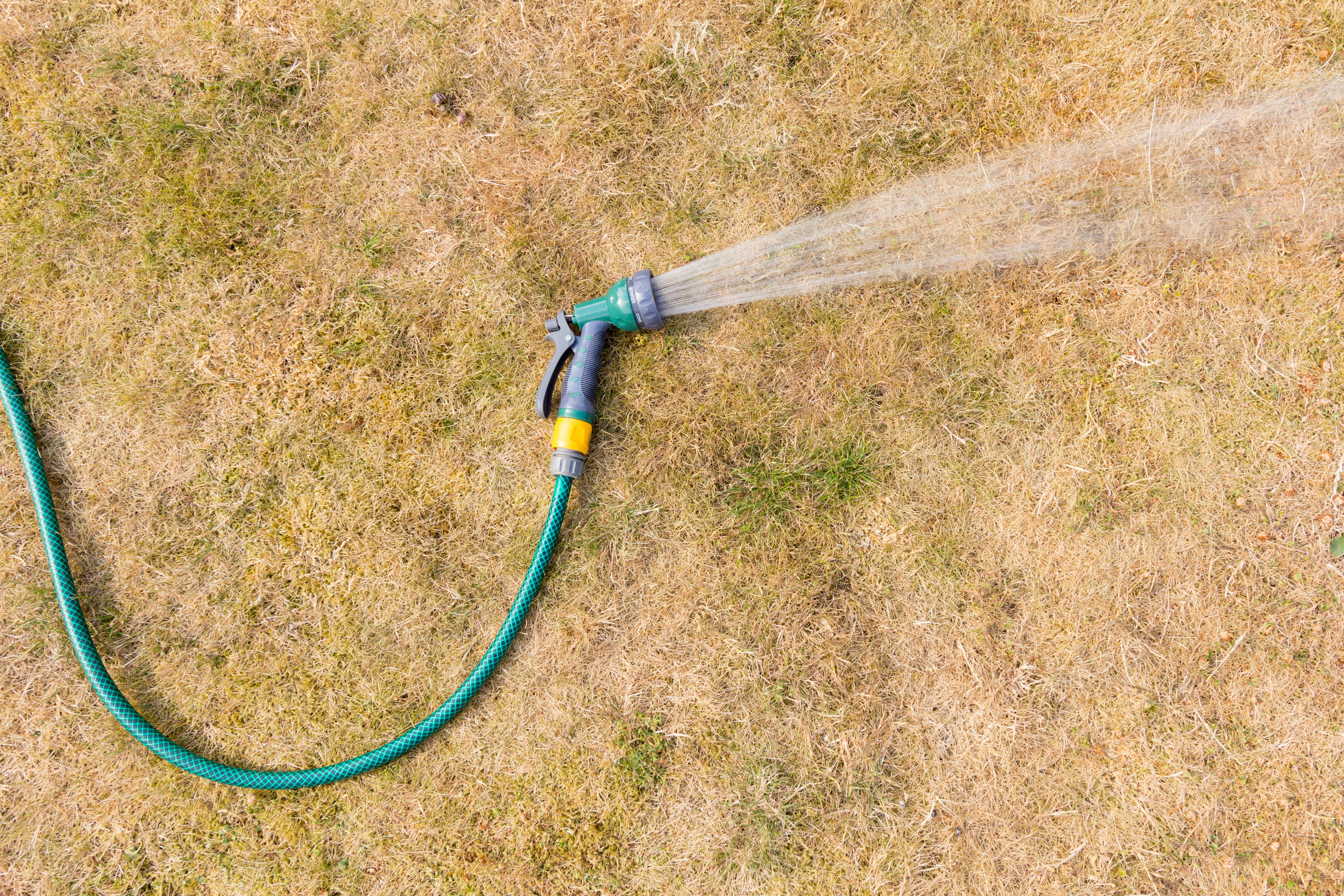 Don't panic if your lawn is dormant or suffering from summer stress.