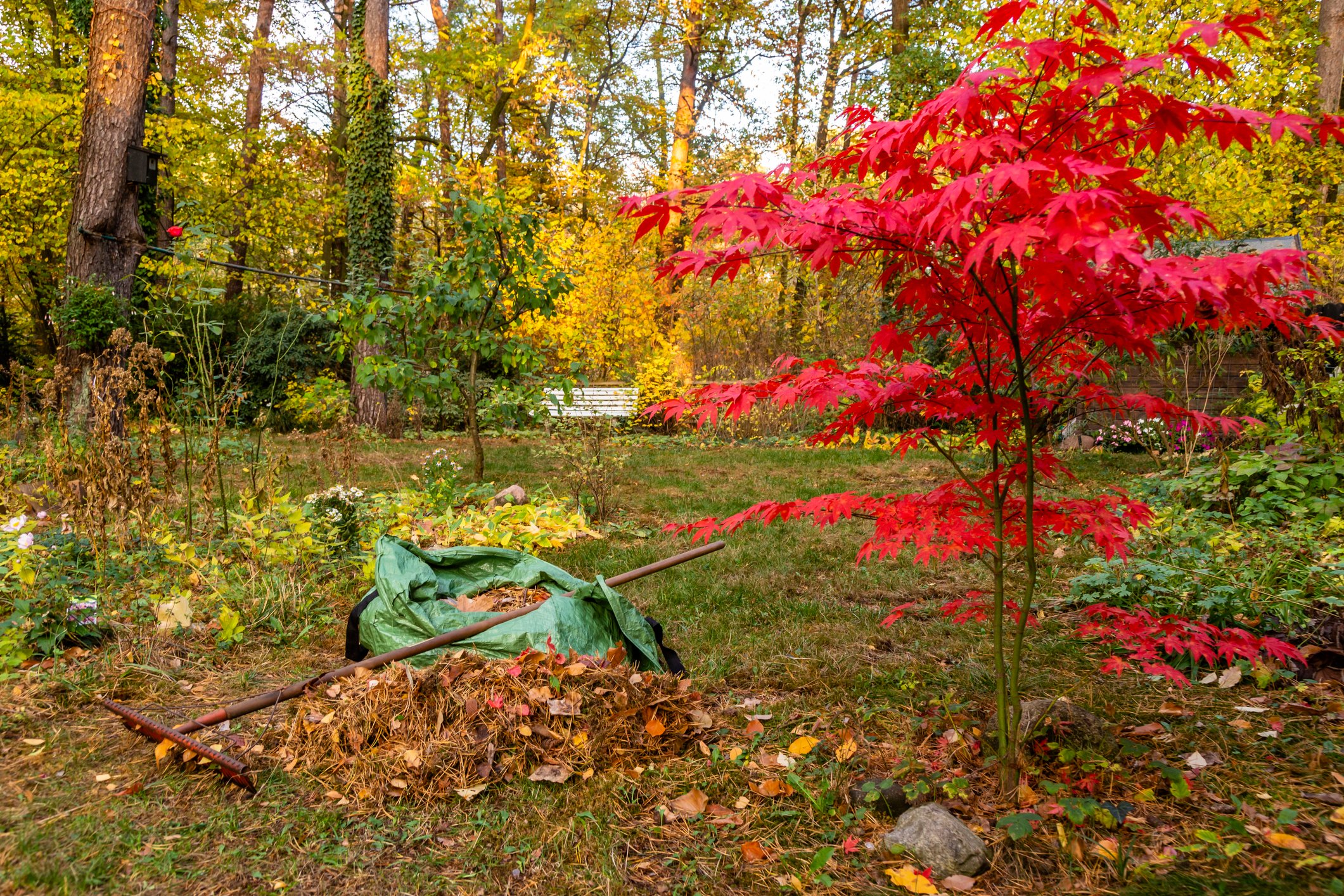 Be wary of fall lawn diseases and pests.