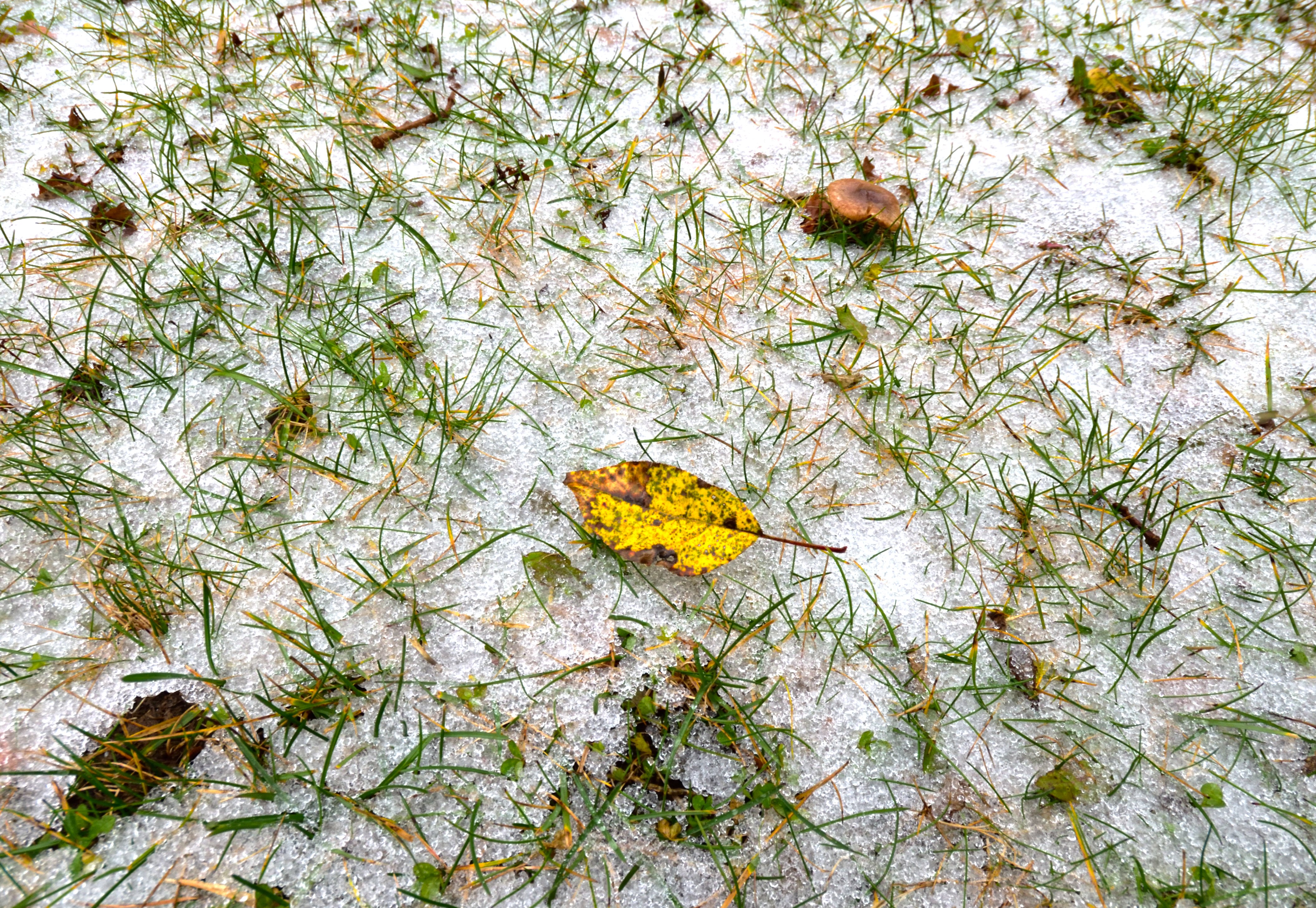The effects of Ice coverage can cause varying degrees of lawn damage.