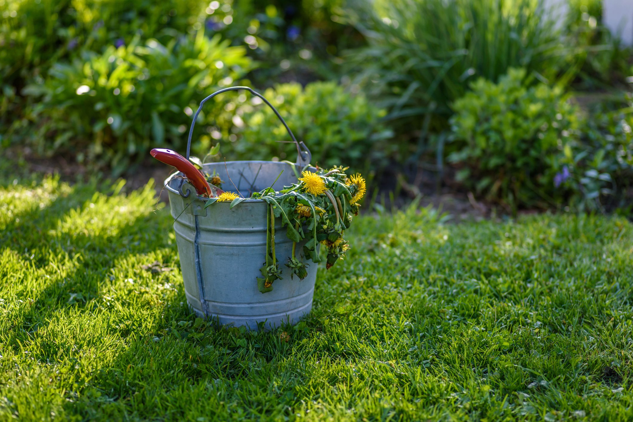A thick, fertile lawn will help combat the growth of weeds.