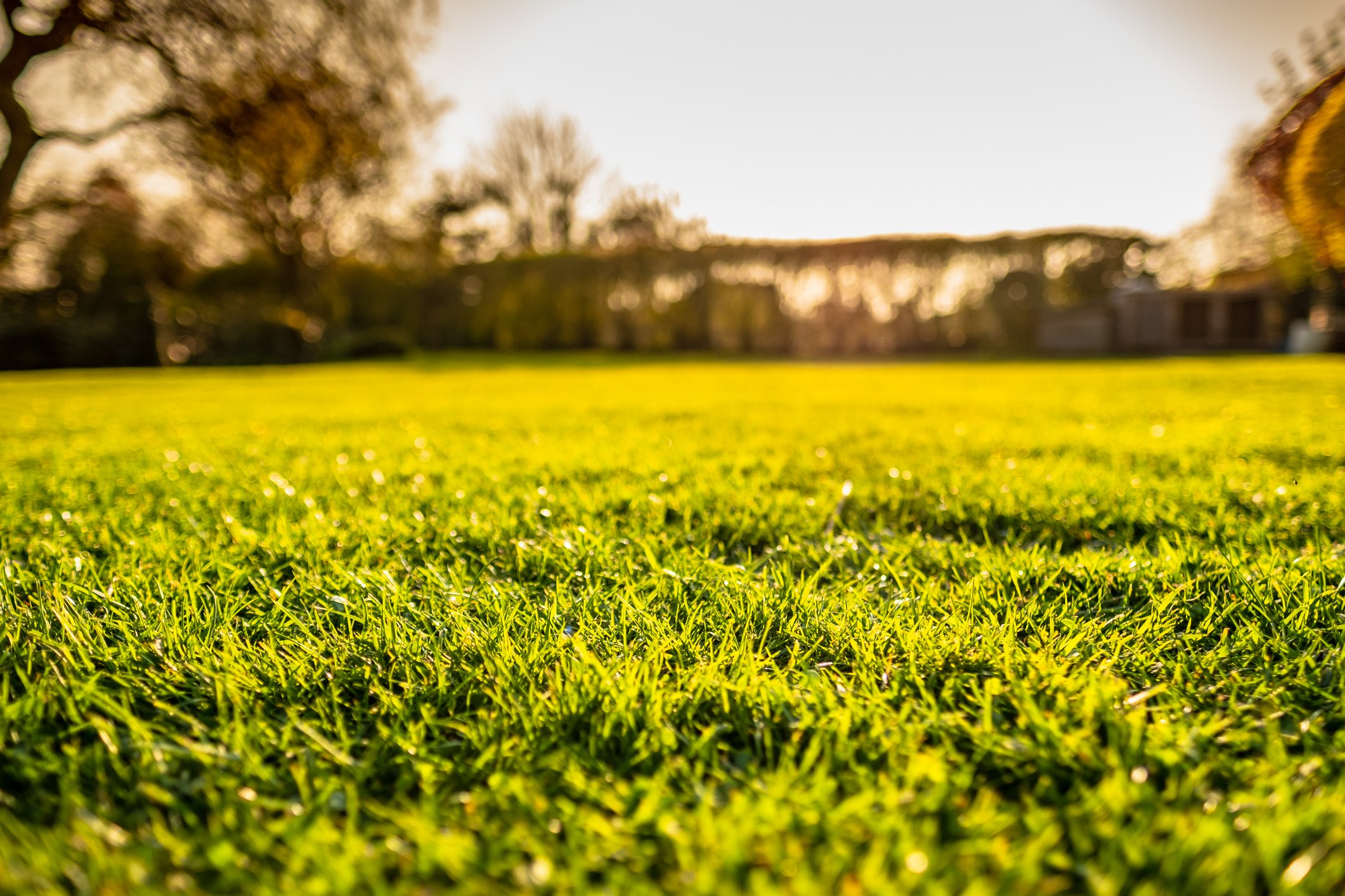 A green, healthy lawn is important.