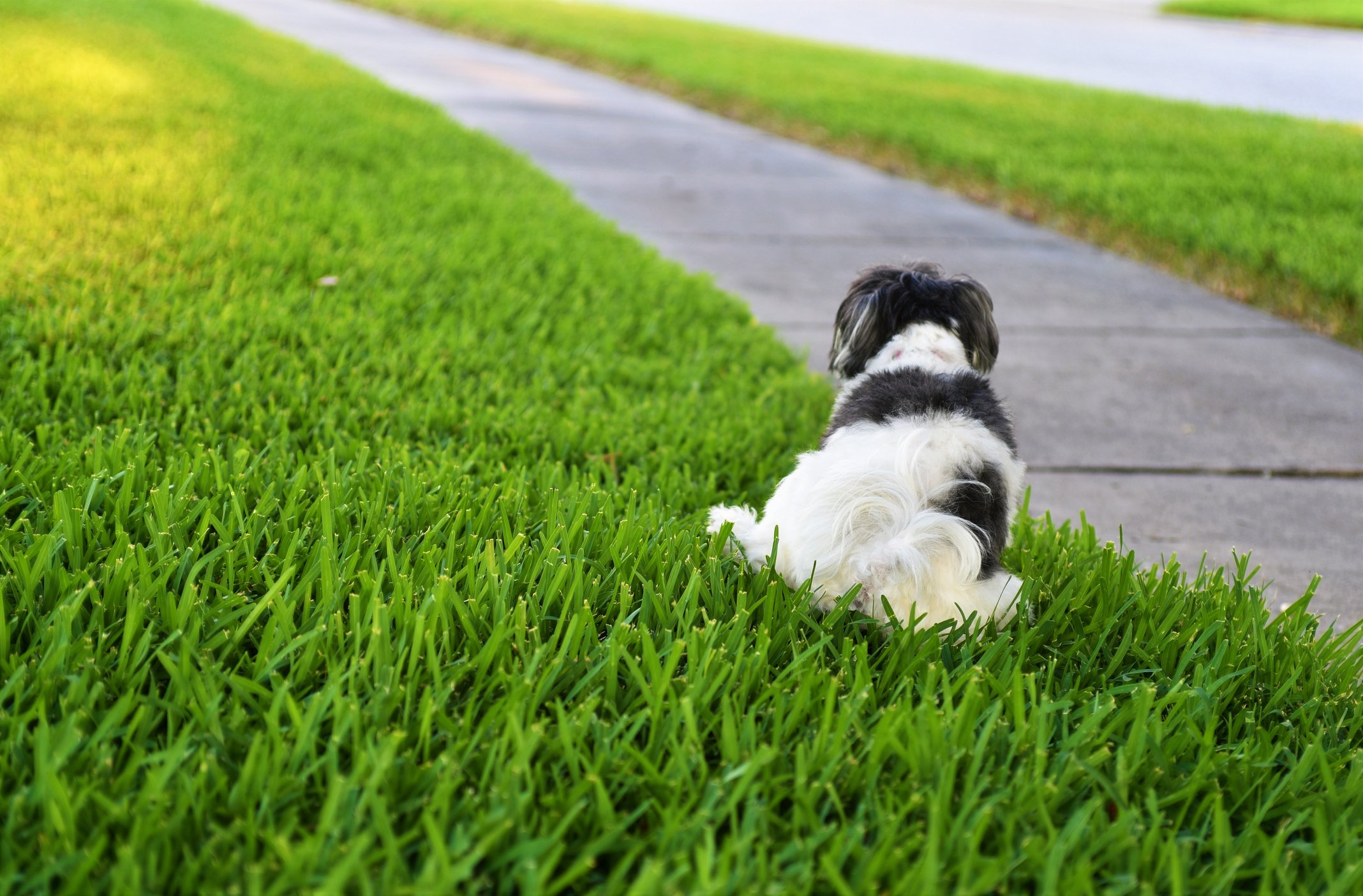 Dog urine can cause considerable damage to all turf grass species.