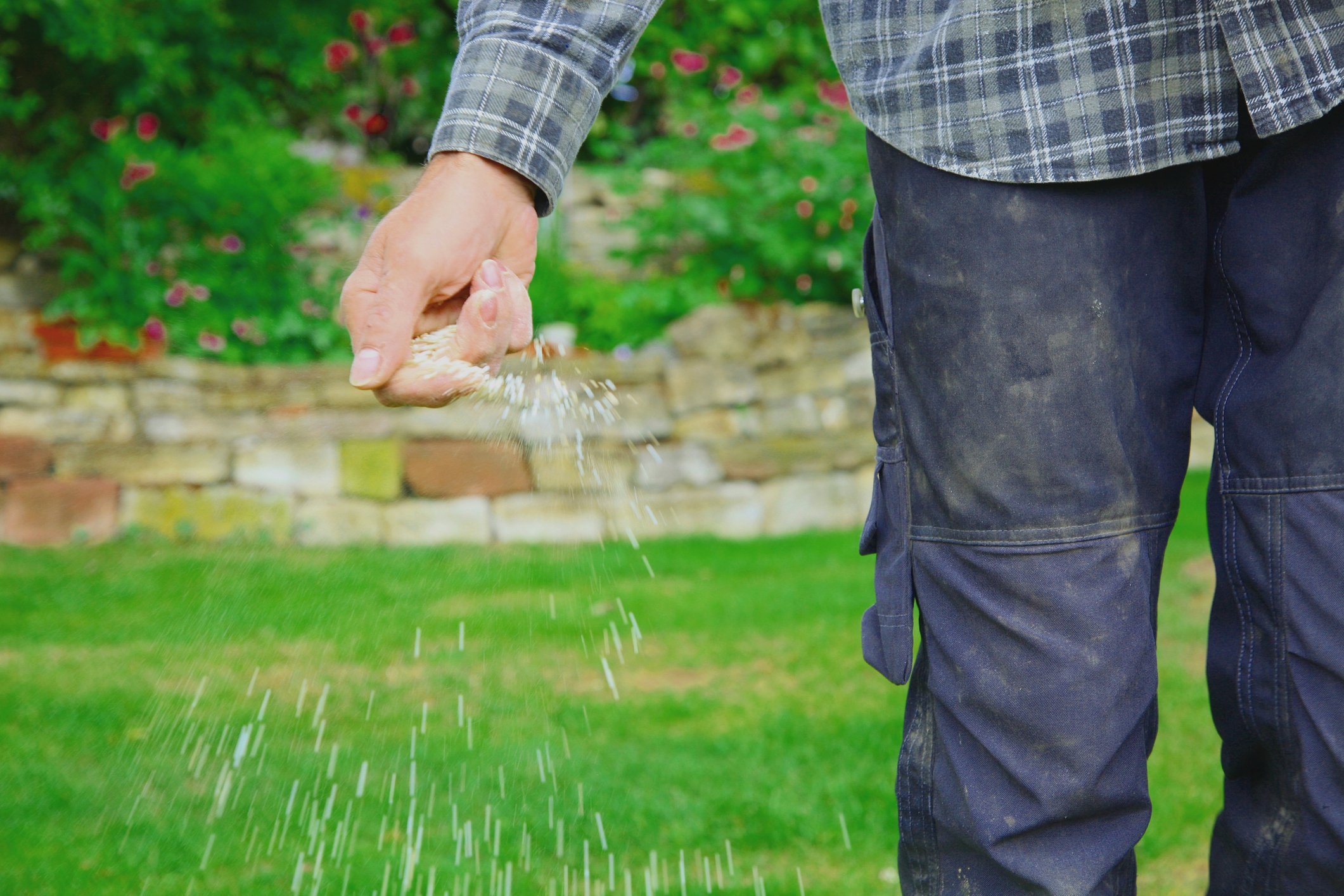 Weak area of your lawn should be treated in spring.