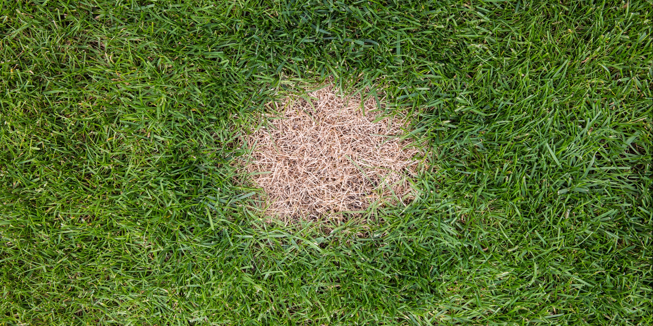 The soluble salts contained in animal urine can kill turf grass when deposited in high concentration