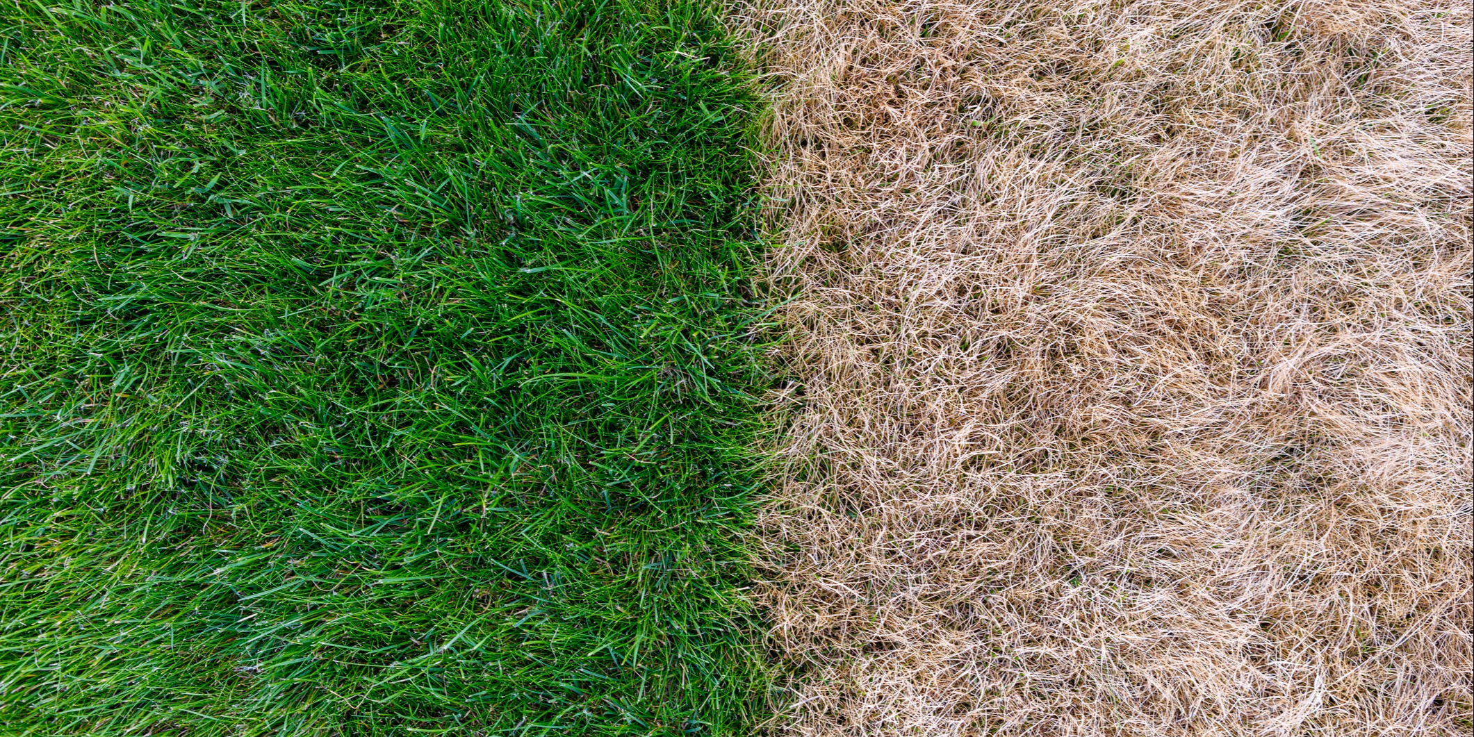 Each turfgrass species performs differently under drought conditions.