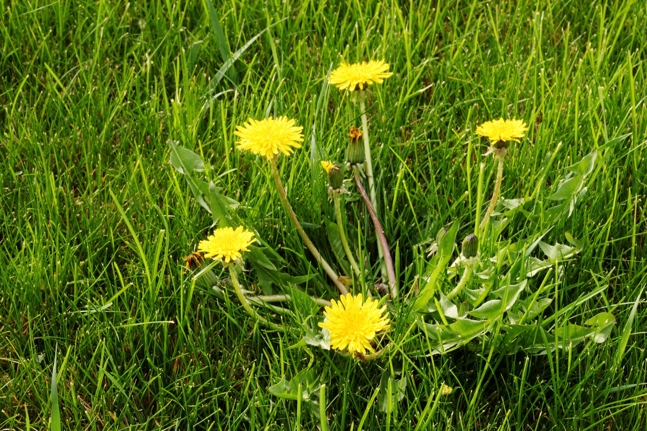 Weeds are a big issue for Nutri-Lawn customers.