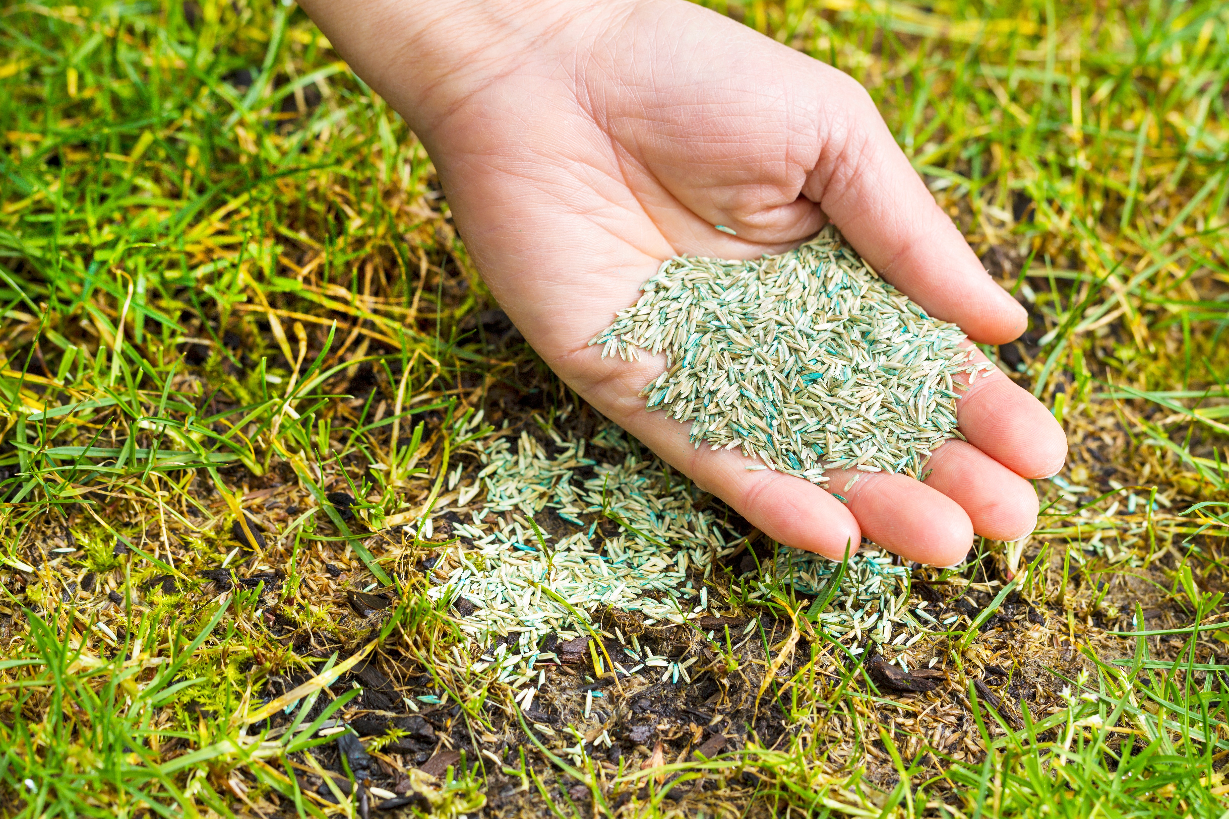 Overseeding is the practice of adding new grass seed into a lawn.