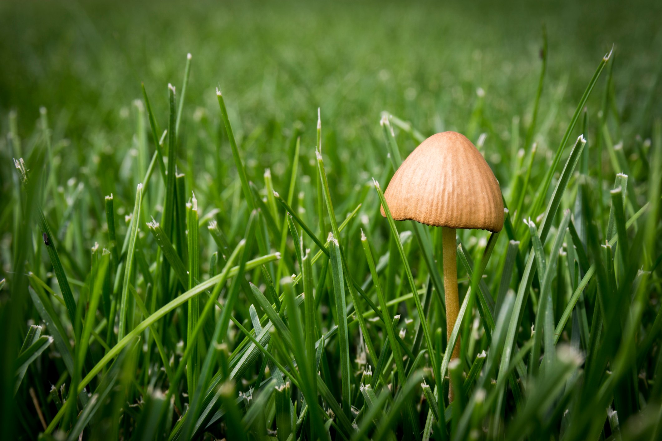 Sweep or rake mushrooms off your lawn.