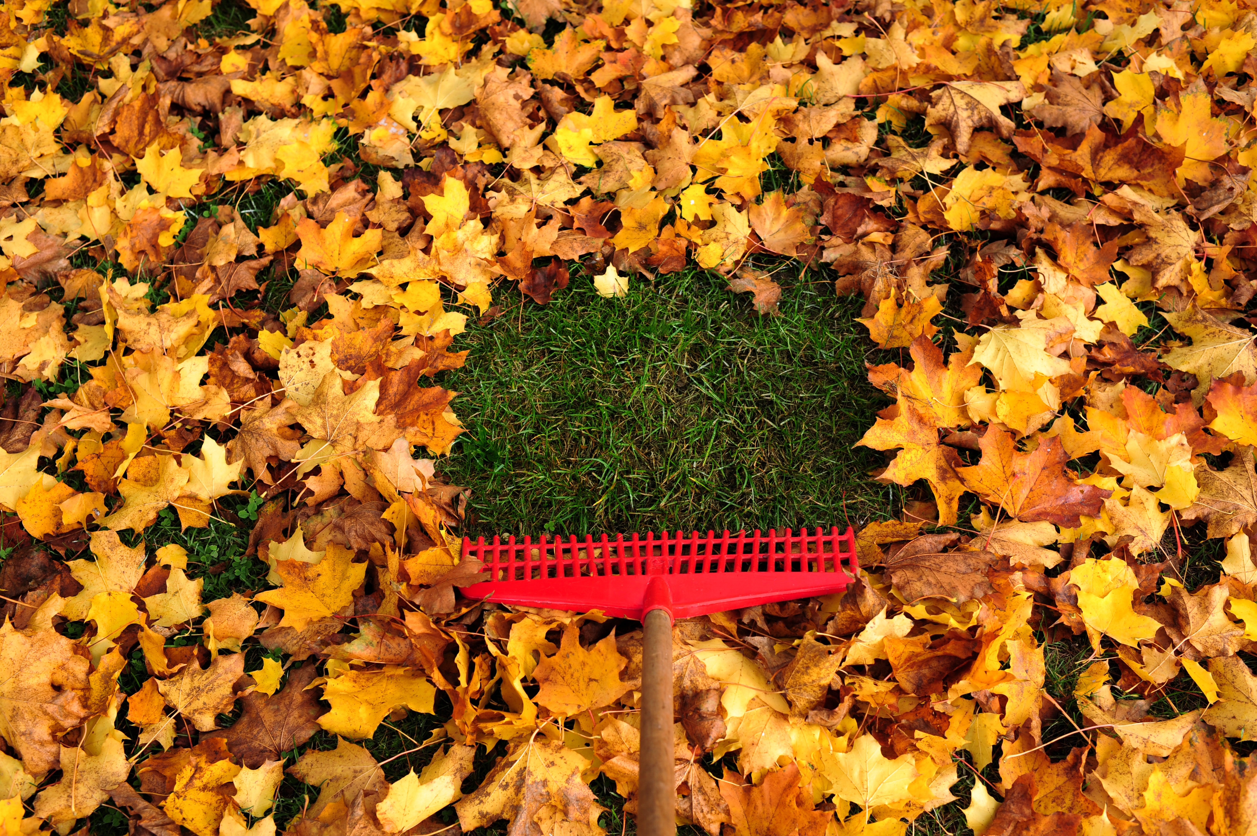 When it comes to fall lawn care, fallen leaves should be raked up as soon as possible.