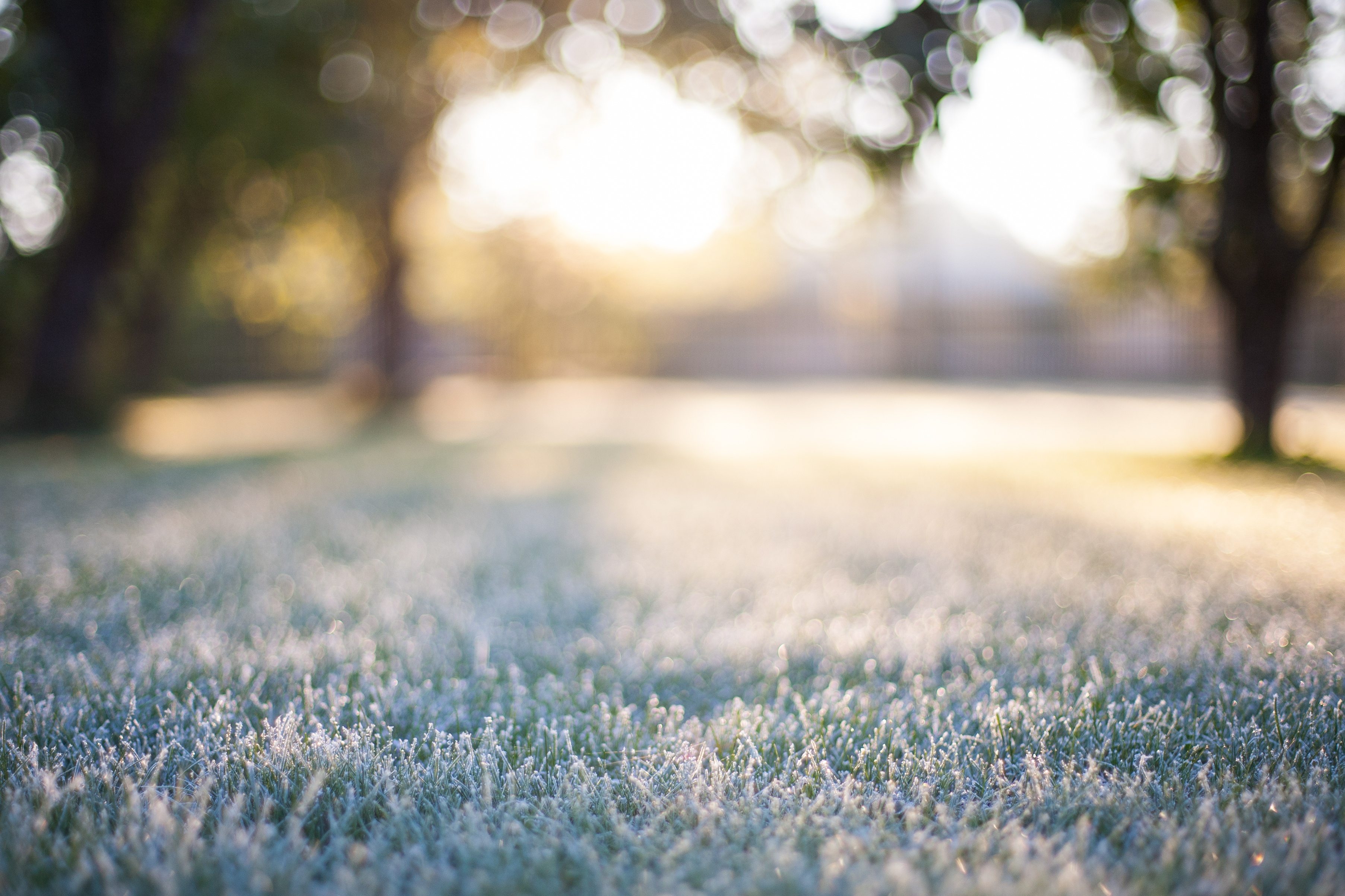 All turfgrass species are prone to winter desiccation.