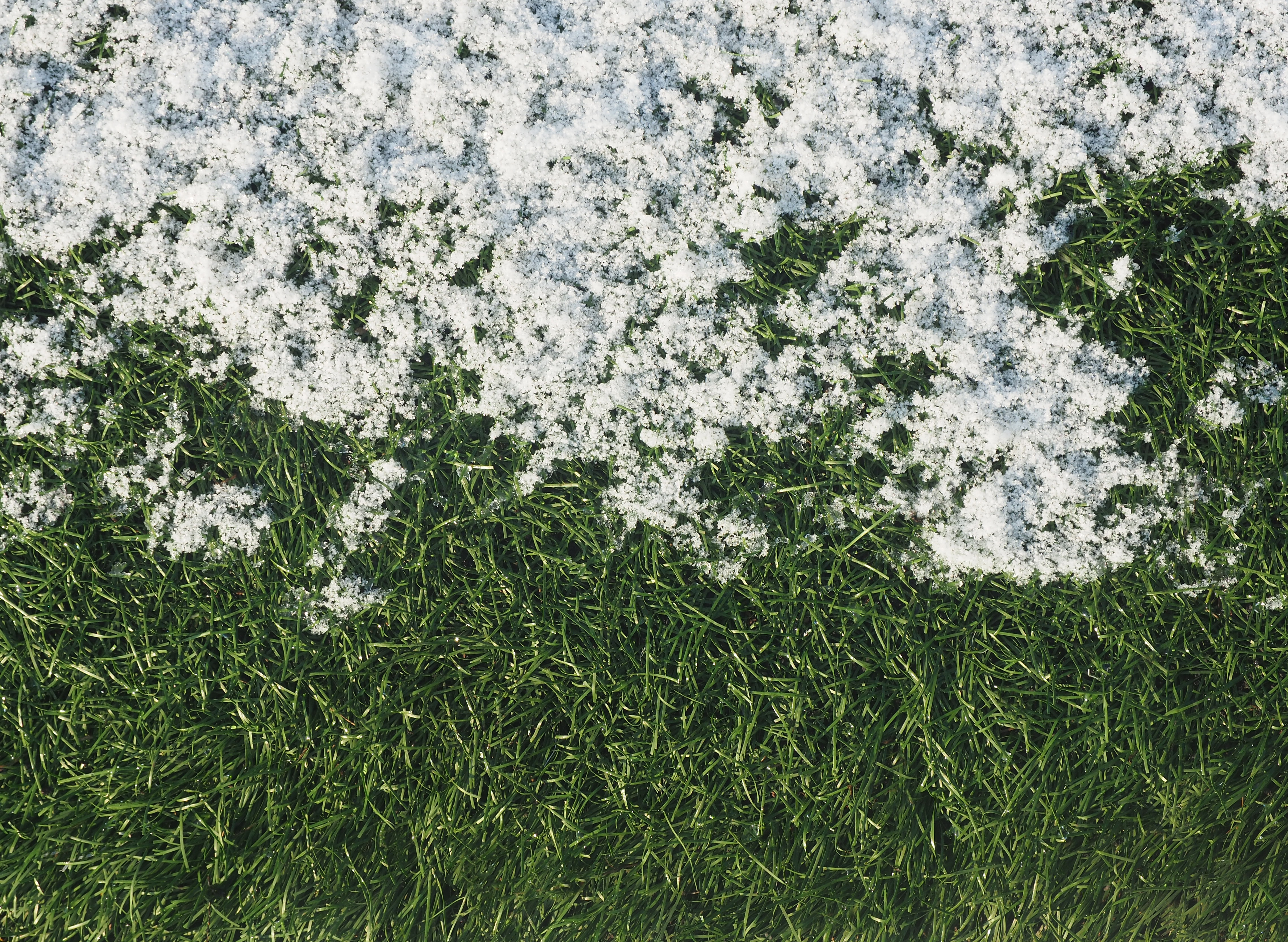 The optimal timing for fall fertilizer would be when the shoot growth of the turf stops and before the ground freezes.