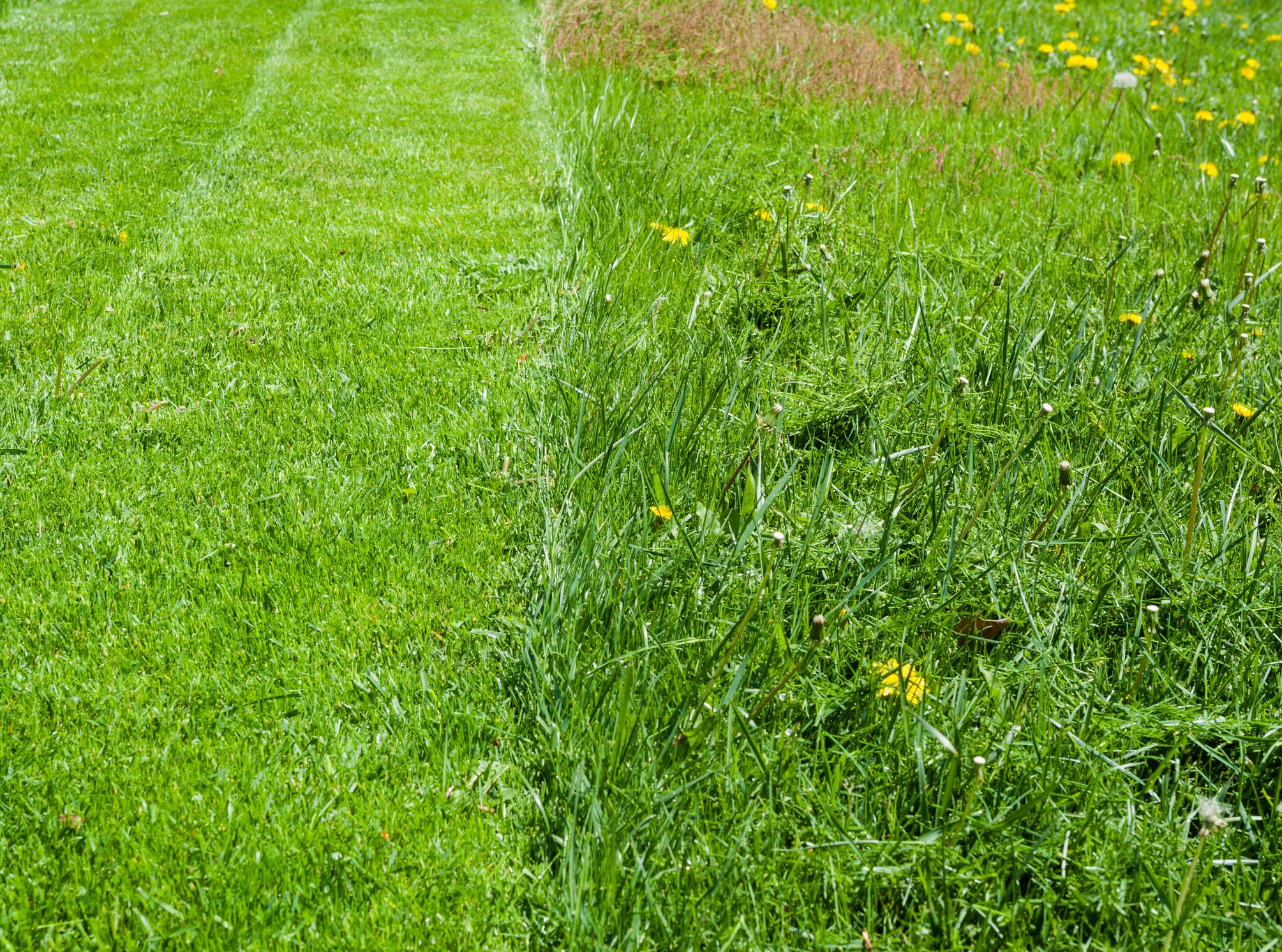 Fiesta Weed Control Does It Work For Your Lawn?