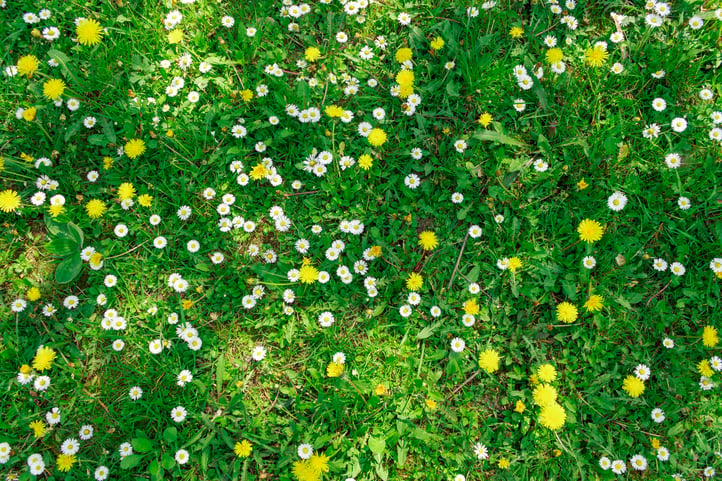 Weed growth usually begins in mid-May