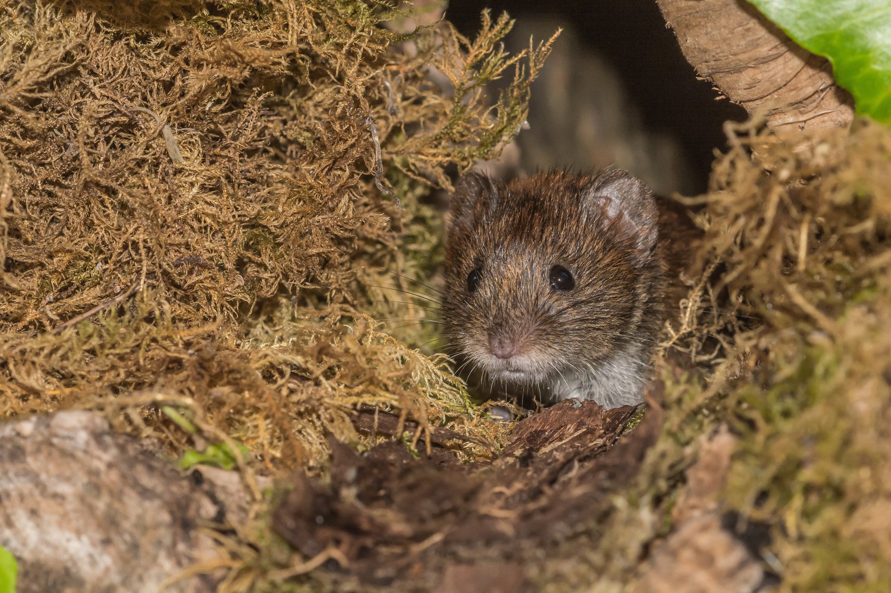 What Is Vole Damage?