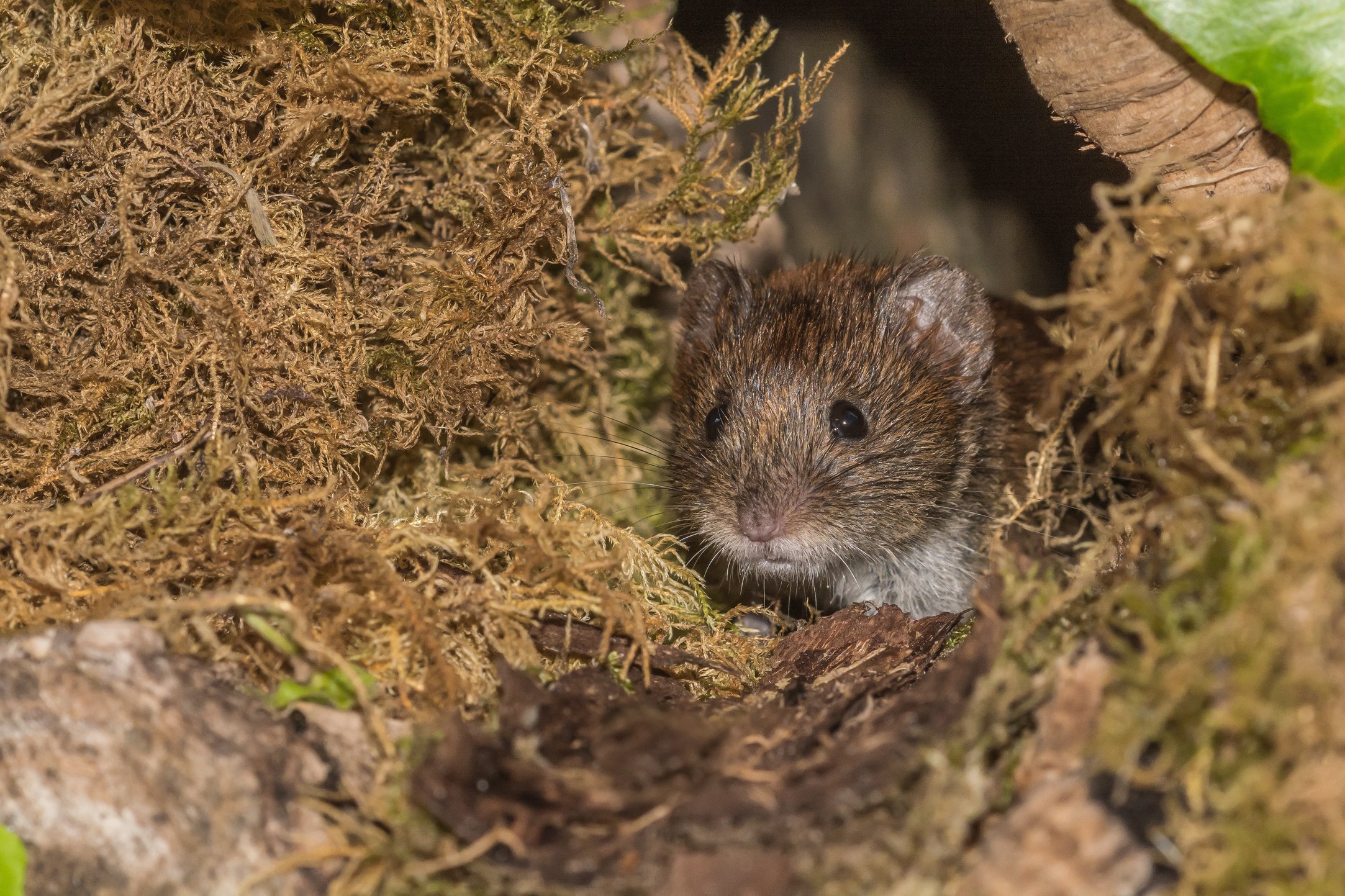 what-is-vole-damage
