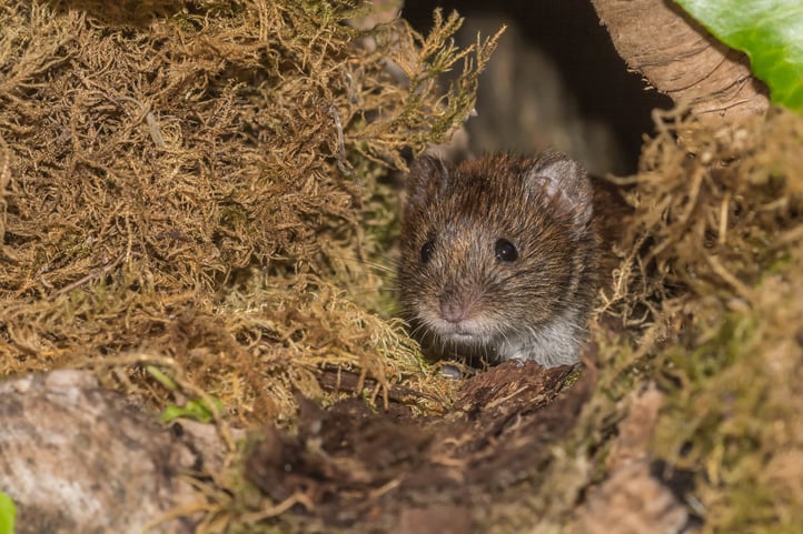 Voles are small rodents that look like mice.