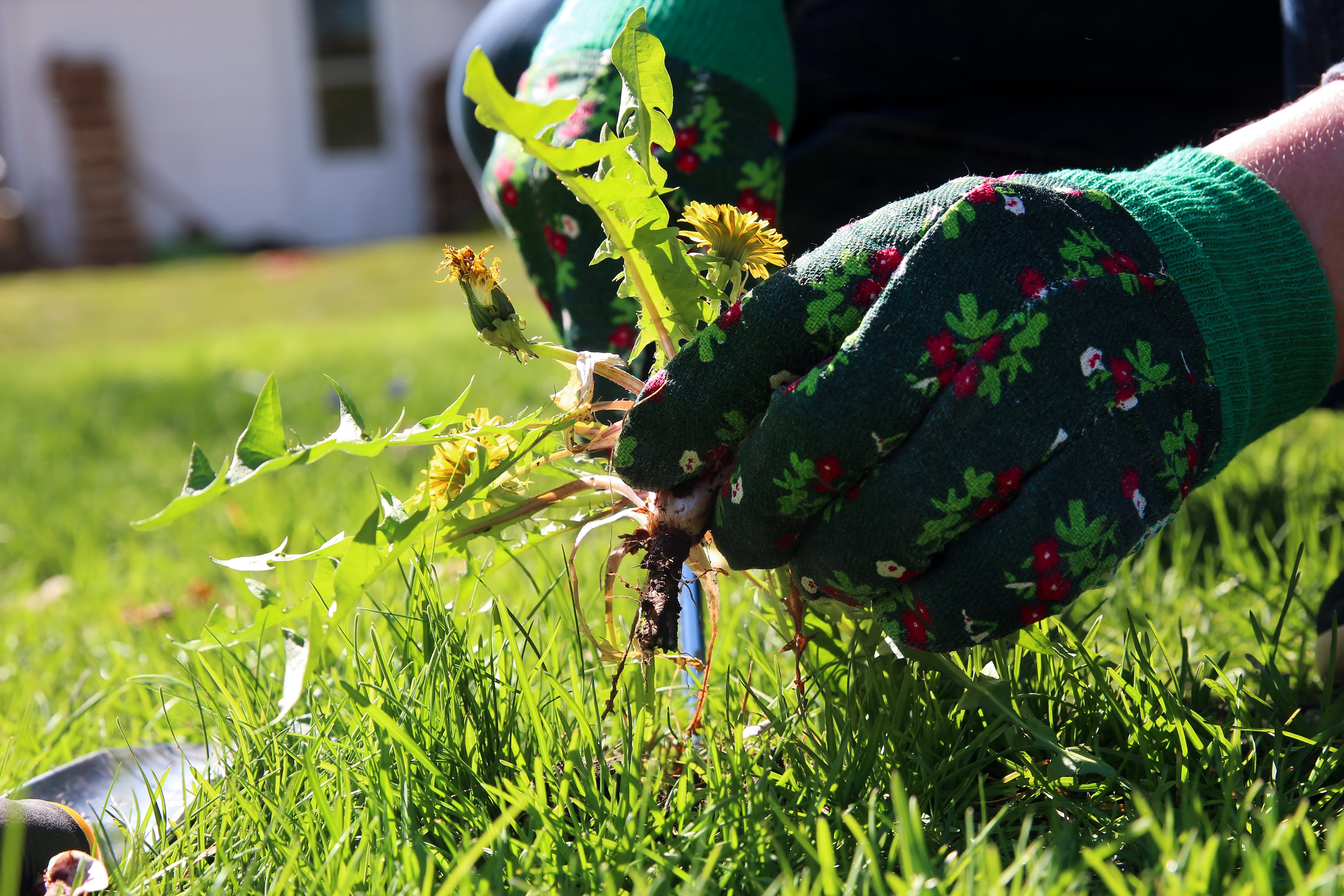 Weeds are opportunistic plants.