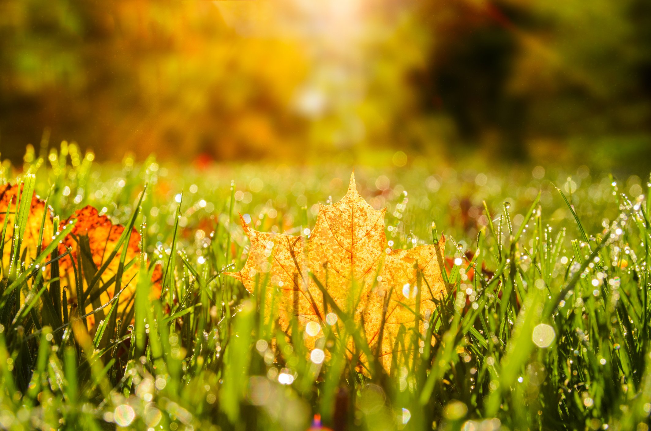 Fall is a great time to prepare your lawn for spring.