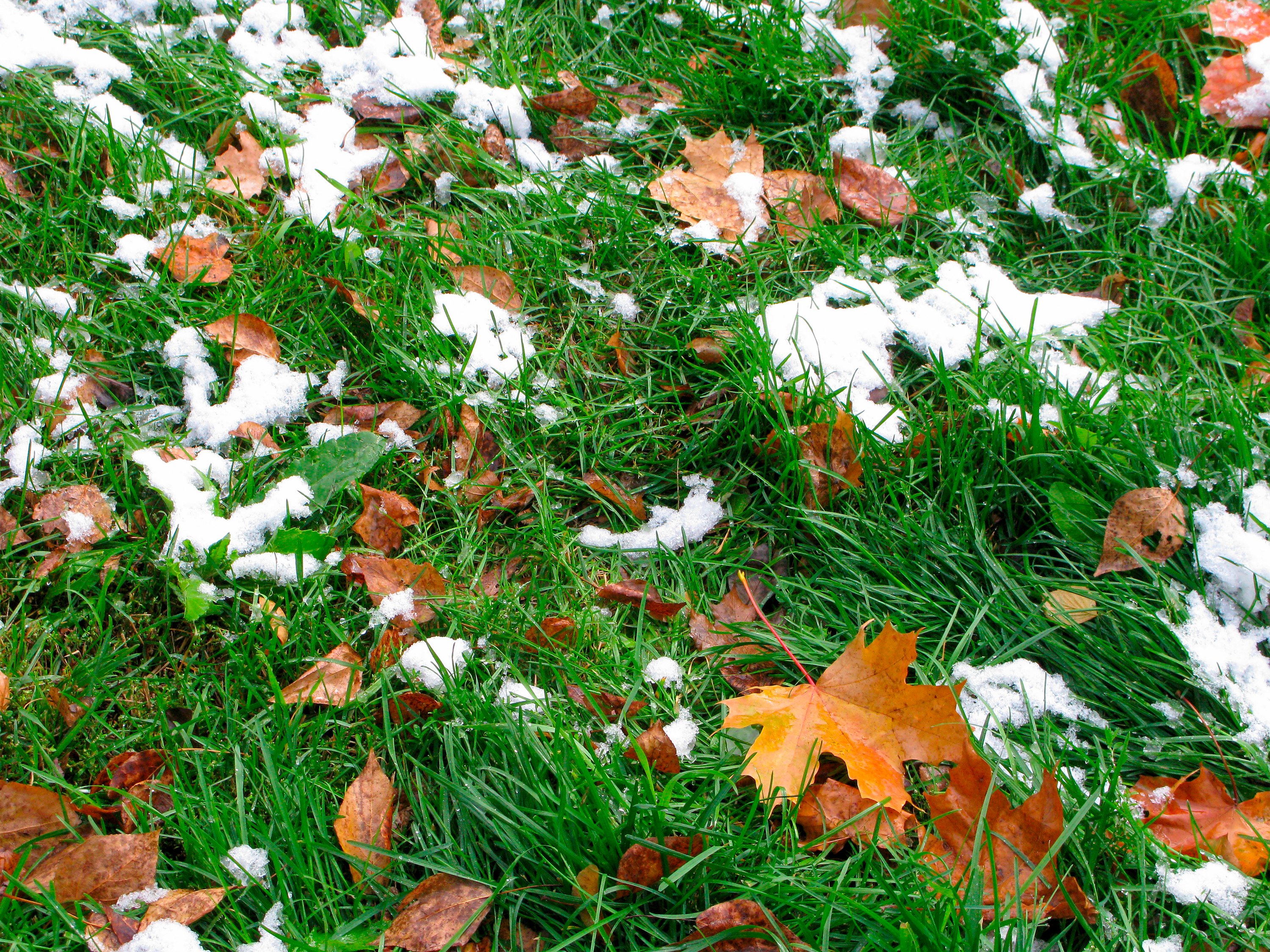Avoid walking on frosted grass.