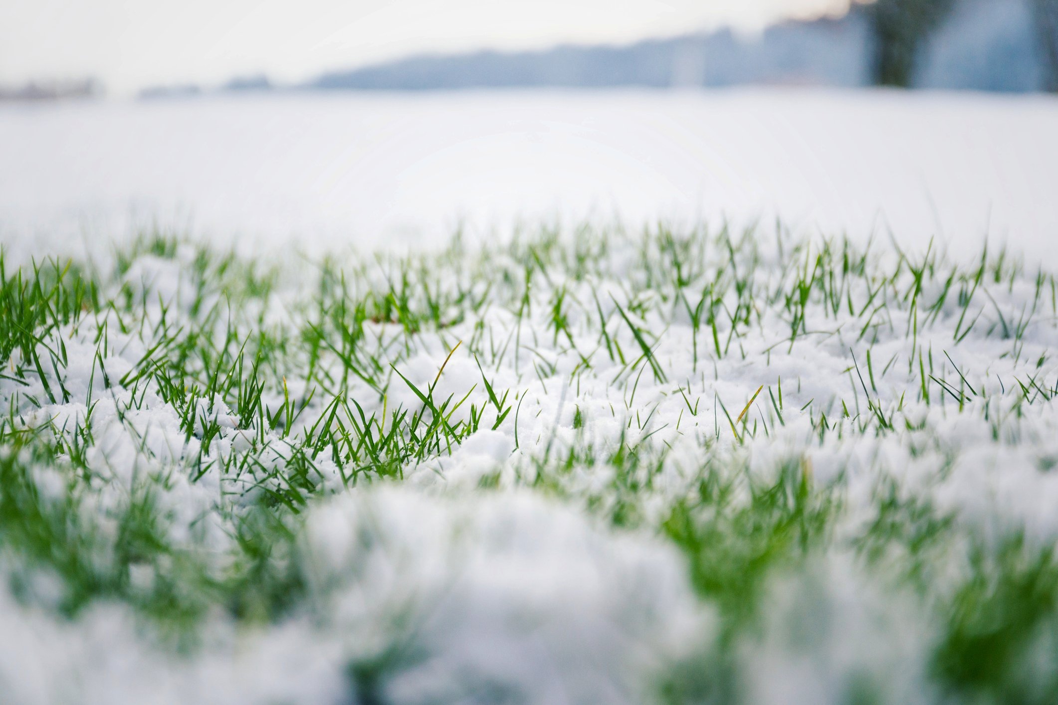 Winter elements can cause damage to your lawn.